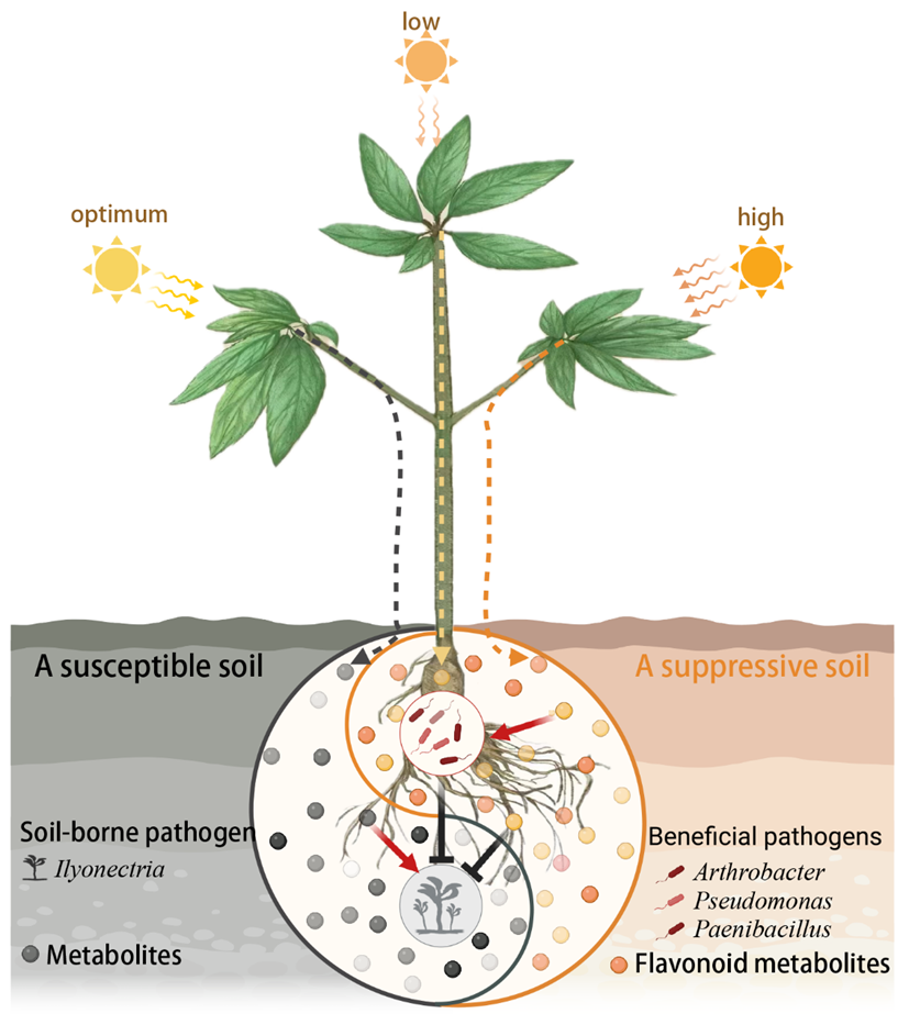 Horticulture Research︱朱书生教授团队在利用适当光胁迫缓解三七连作障碍揭示植物“生于忧患,死于安乐”生存策略中取得新突破 ...